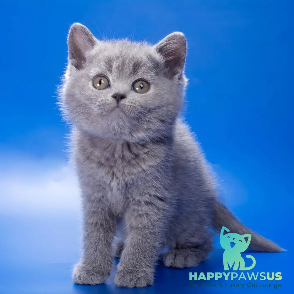 Rose British Shorthair female blue - live animals