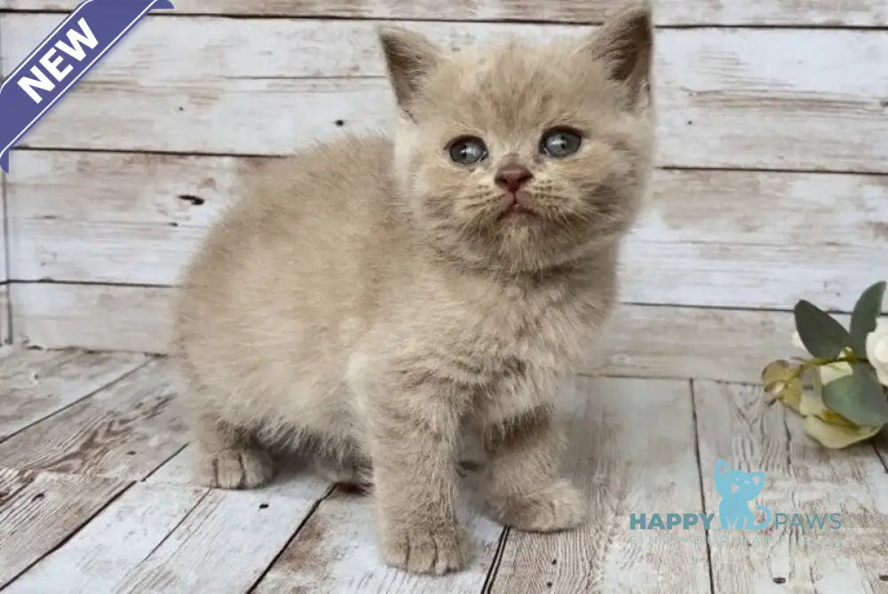 Rose British Shorthair female lilac live animals