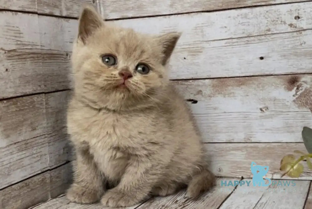 Rose British Shorthair female lilac live animals