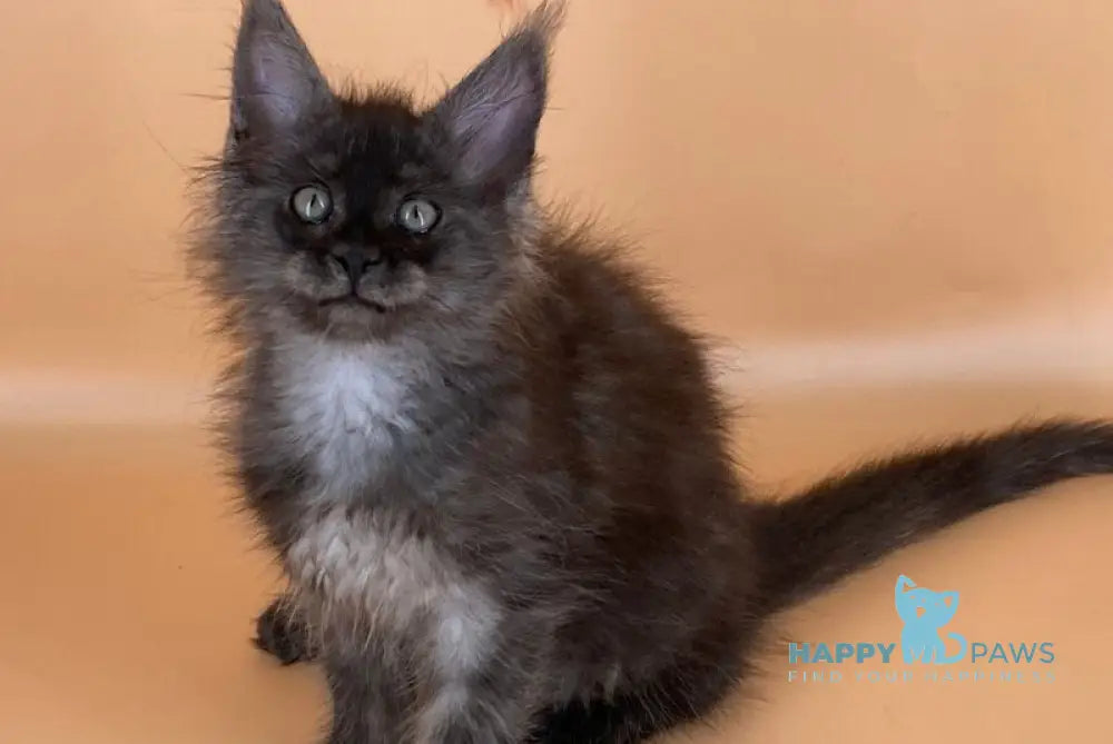 Roshe Maine Coon female black silver live animals