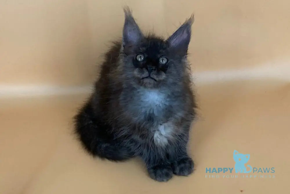 Roshe Maine Coon female black silver live animals