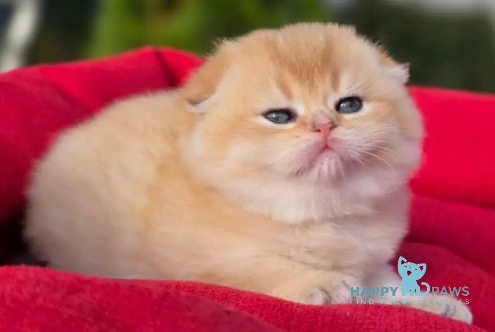 Rosi Scottish Fold female black golden shaded live animals