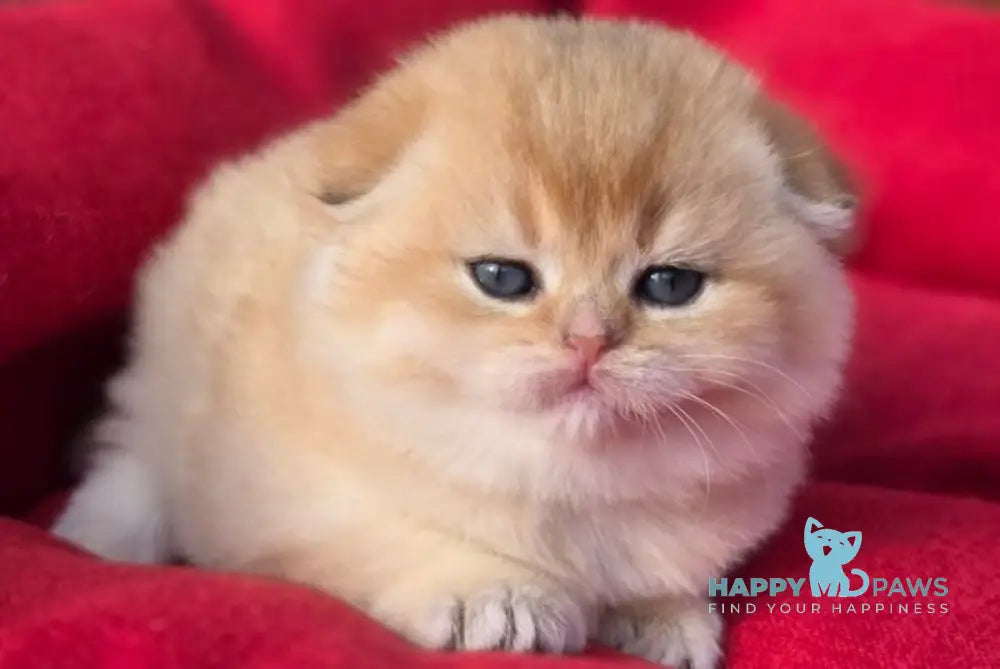 Rosi Scottish Fold female black golden shaded live animals