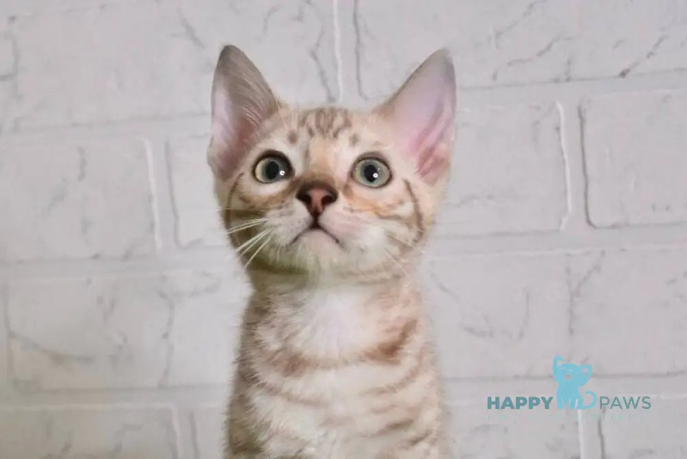 Ross Bengal male snow mink live animals