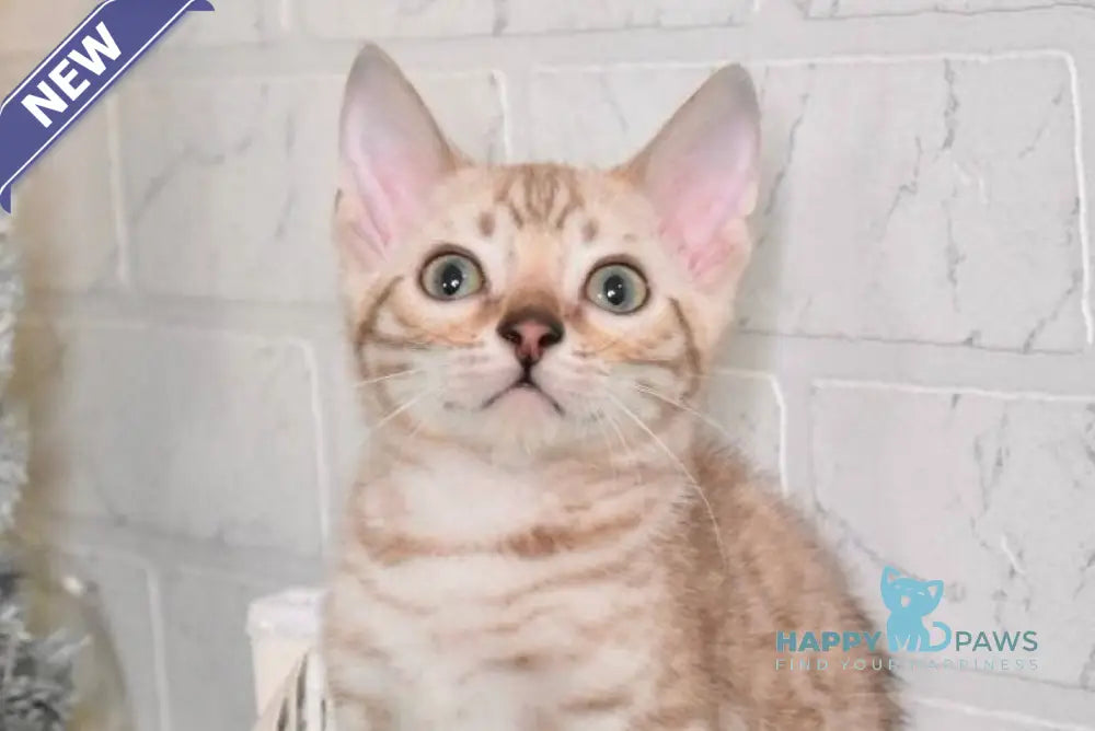 Ross Bengal male snow mink live animals