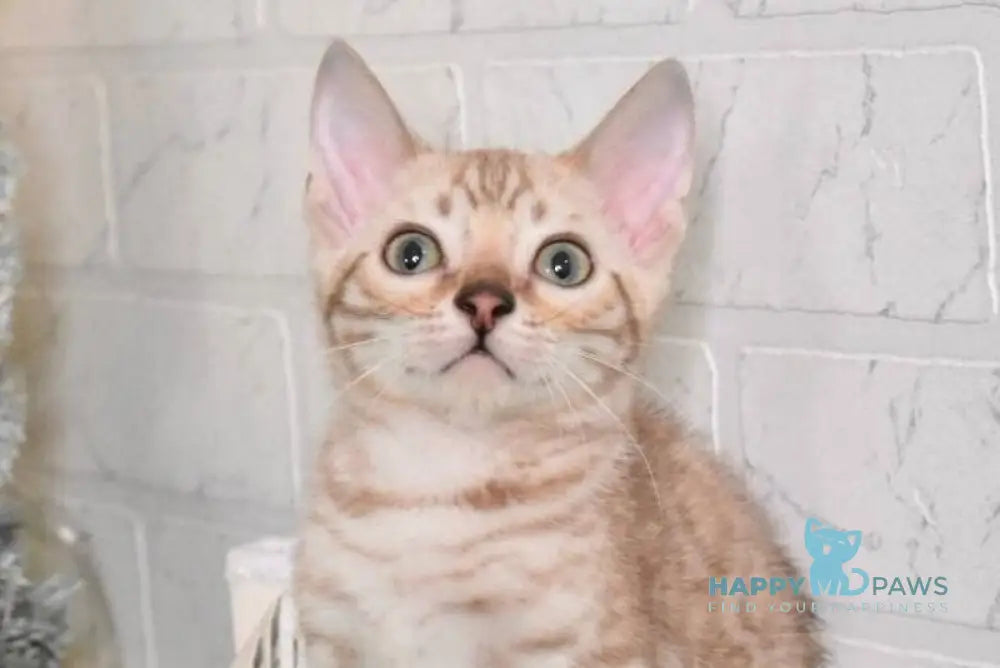 Ross Bengal male snow mink live animals