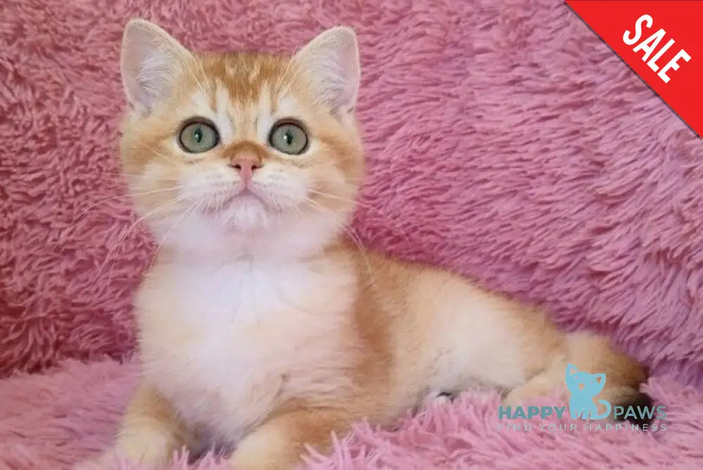 Rossi British Shorthair female black golden chinchilla - live animals