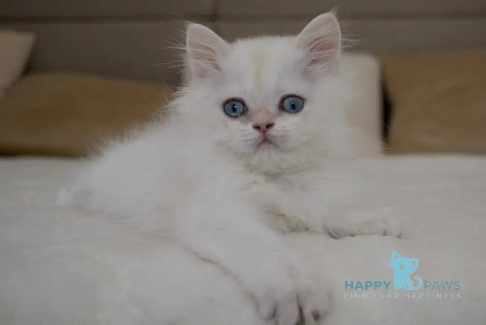 Rorry British Shorthair male black golden shaded pointed live animals