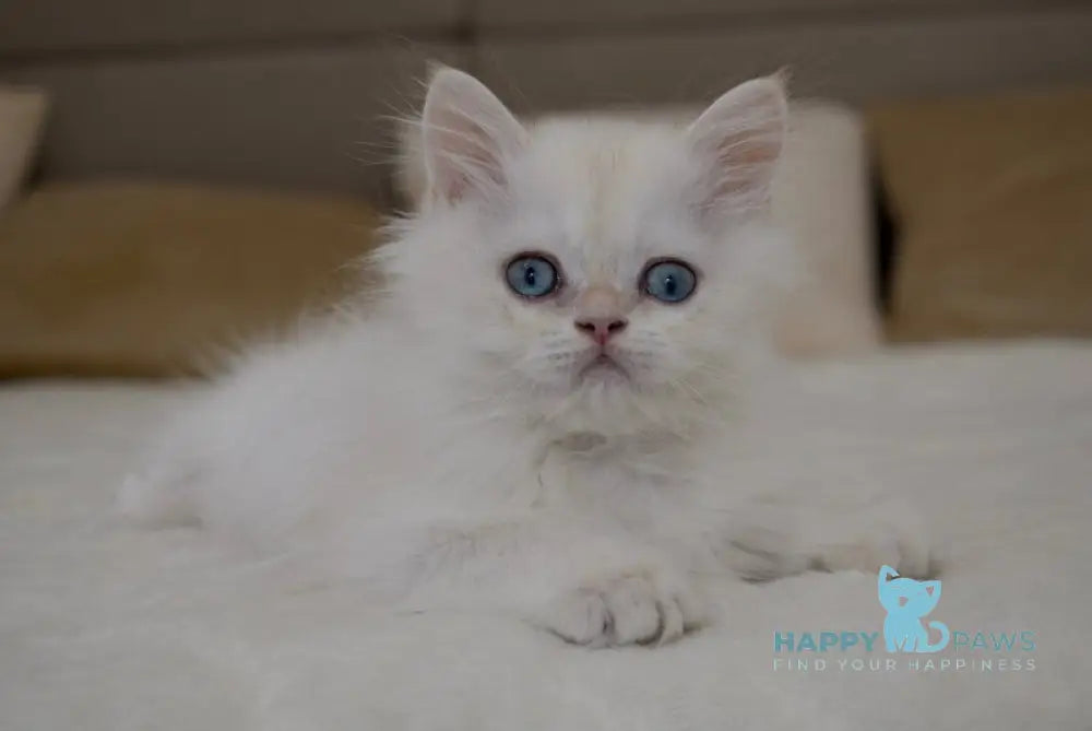 Rorry British Shorthair male black golden shaded pointed live animals