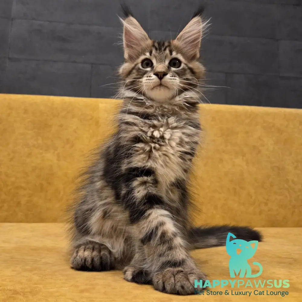 Rostislav Maine Coon polydactyl 6x6x6x6 male black tabby - live animals