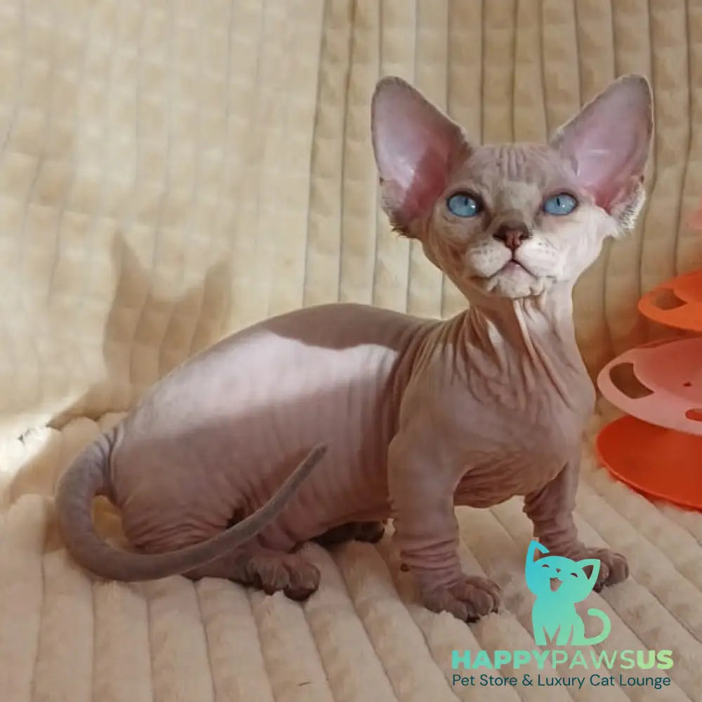 Roxana Bambino female blue pointed - live animals