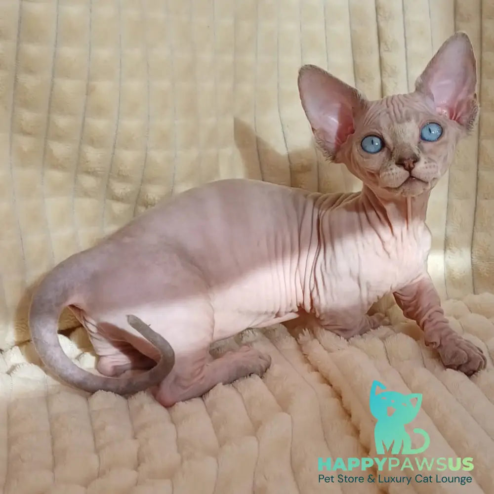 Roxana Bambino female blue pointed - live animals