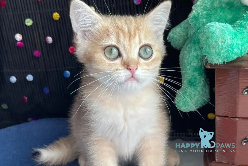 Roxana British Shorthair female black golden shaded live animals