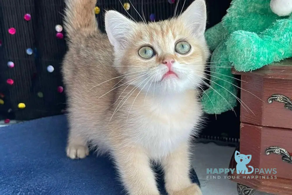 Roxana British Shorthair female black golden shaded live animals