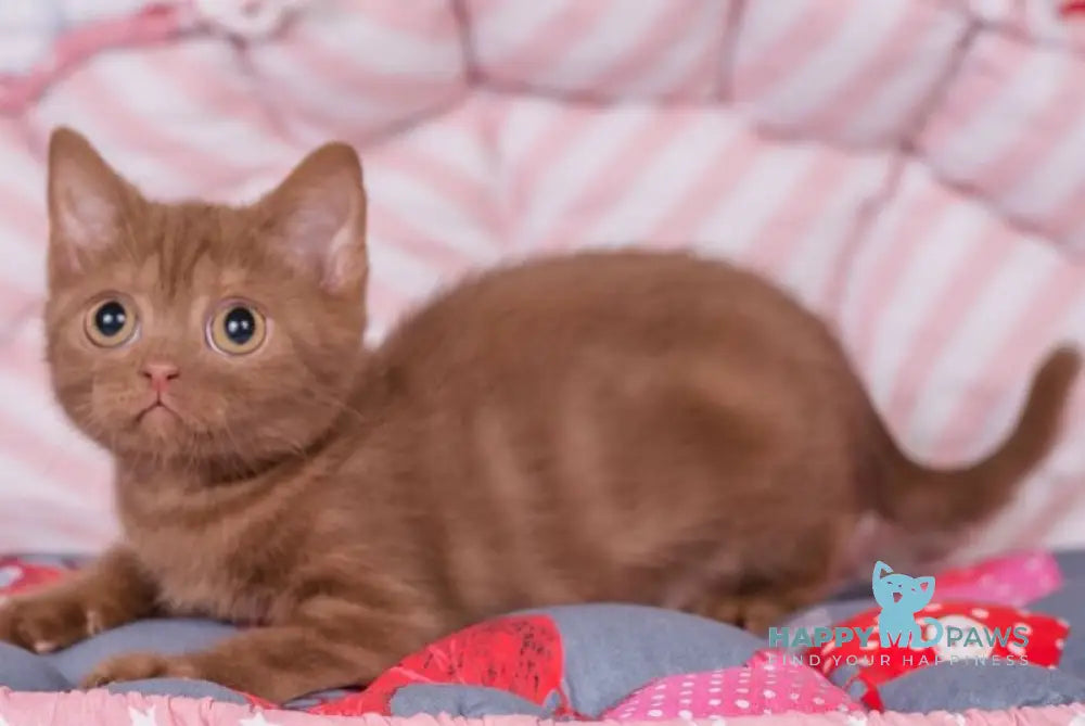 Roxana British Shorthair female cinnamon live animals