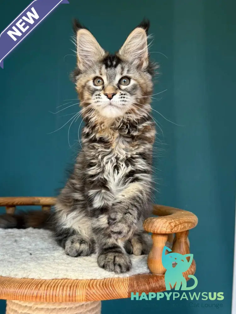Roxana Maine Coon female black tortie tabby - live animals