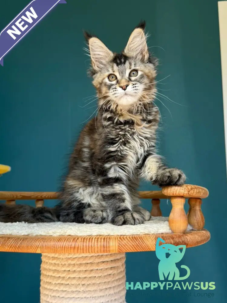 Roxana Maine Coon female black tortie tabby - live animals