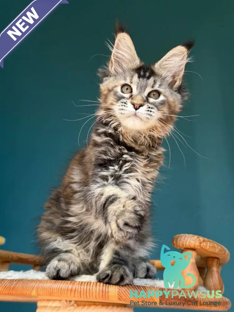 Roxana Maine Coon female black tortie tabby - live animals