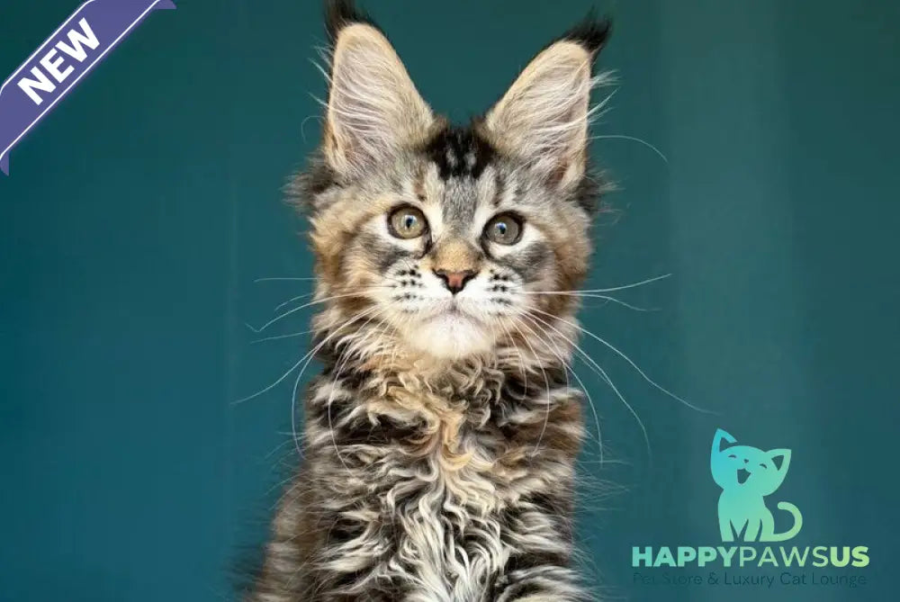 Roxana Maine Coon female black tortie tabby - live animals
