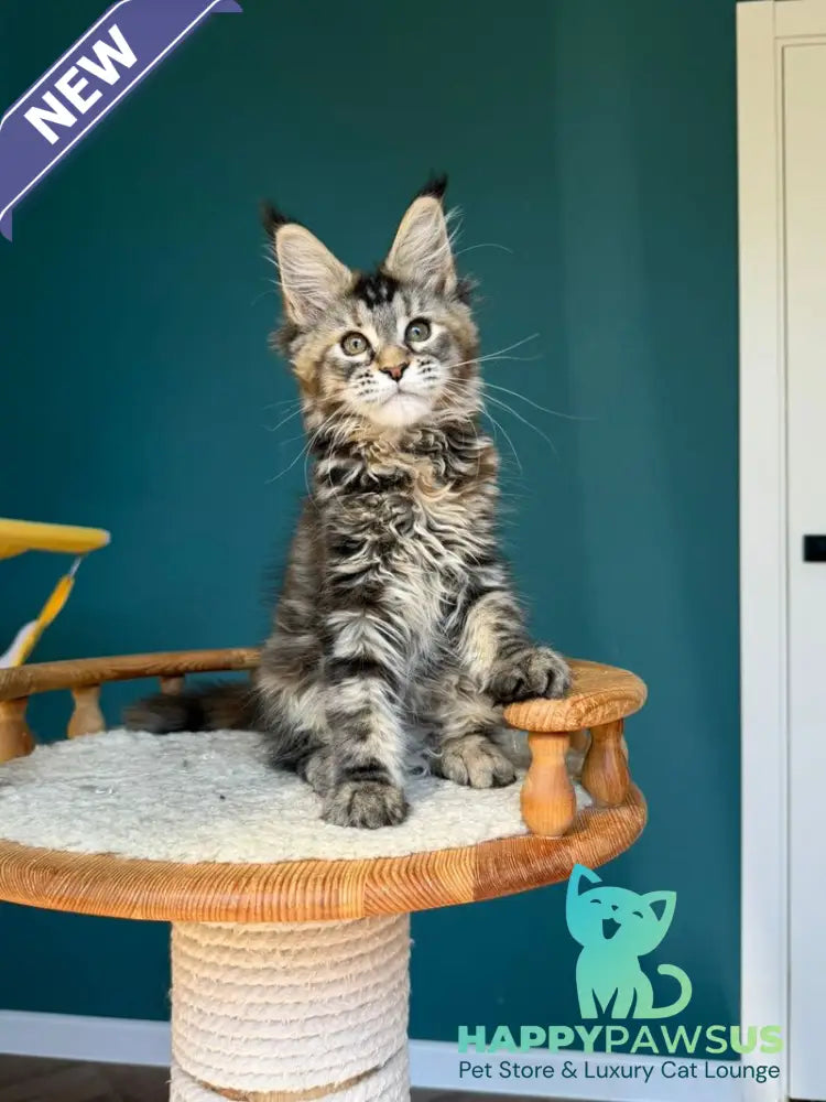 Roxana Maine Coon female black tortie tabby - live animals