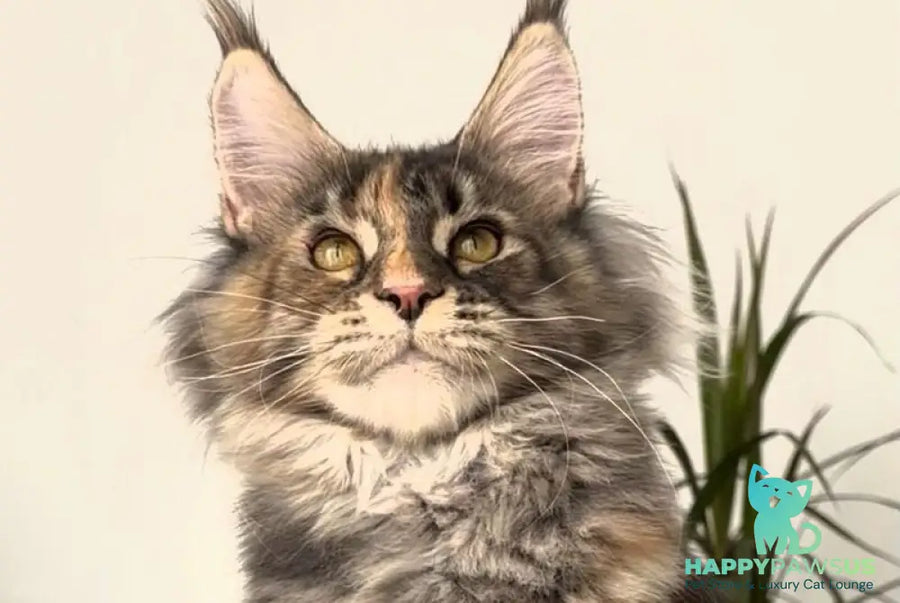 Roxy Maine Coon polydactyl female black tortie tabby - live animals