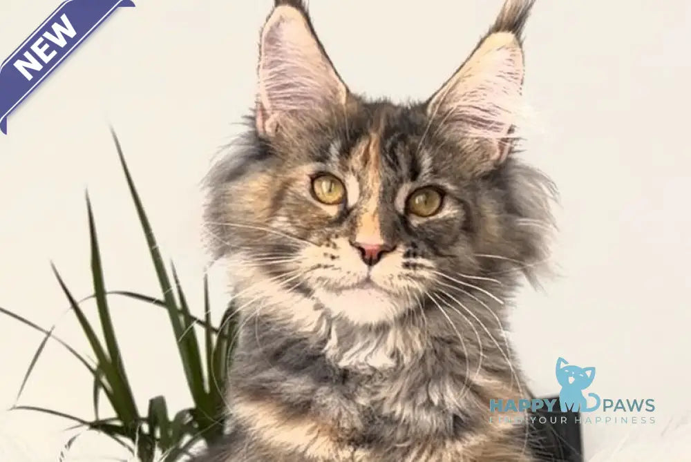 Roxy Maine Coon polydactyl female black tortie tabby - live animals