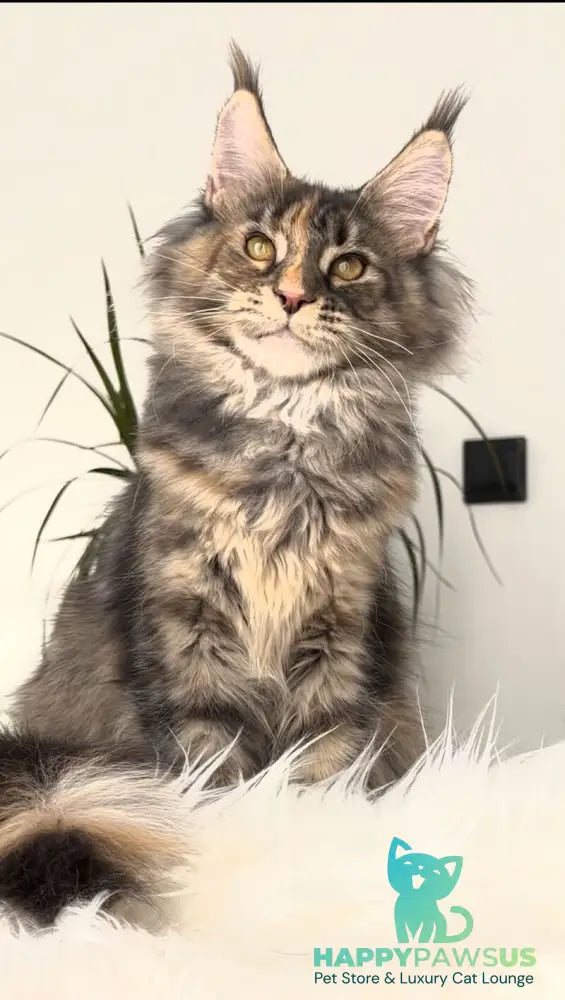 Roxy Maine Coon polydactyl female black tortie tabby - live animals