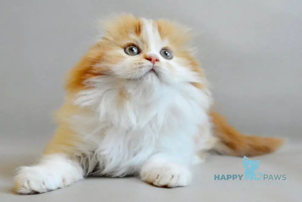 Roxy Scottish Fold female red spotted tabby bicolour live animals