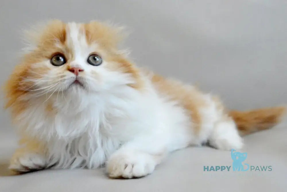 Roxy Scottish Fold female red spotted tabby bicolour live animals