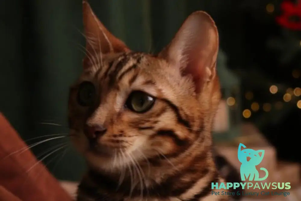 Roy Bengal male black spotted tabby live animals