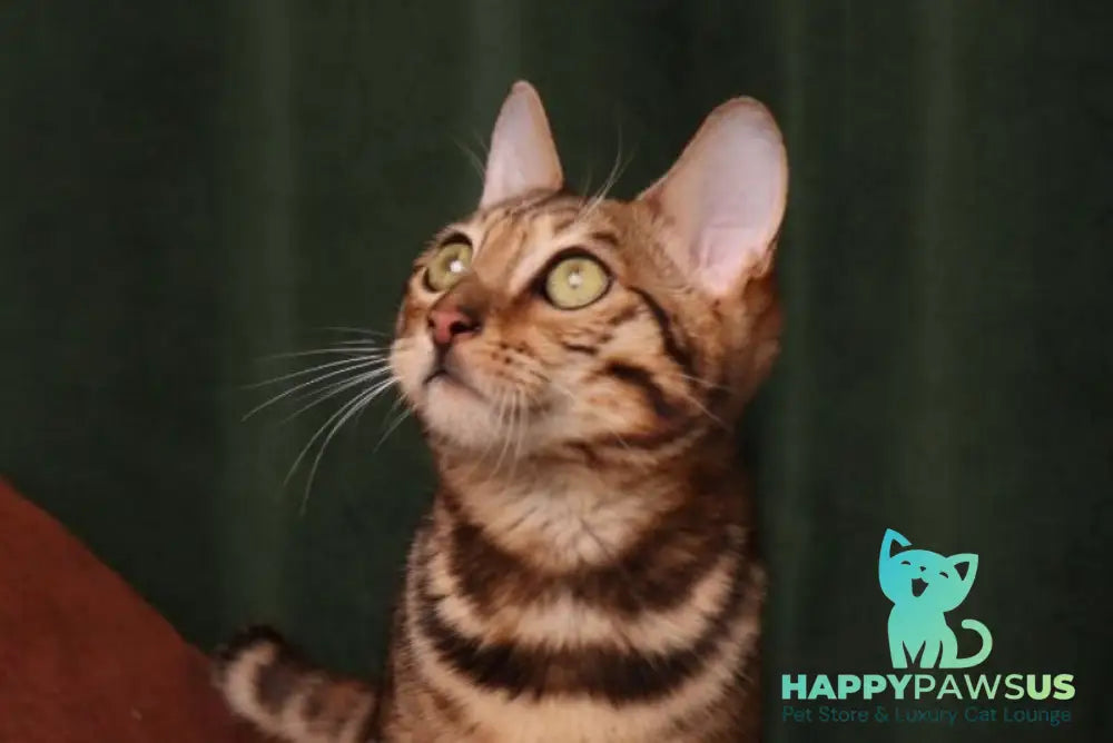 Roy Bengal male black spotted tabby live animals