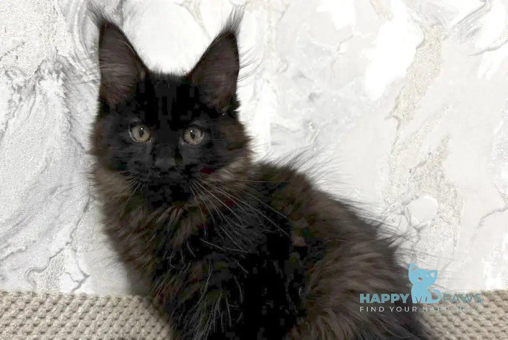 Roy Maine Coon male black live animals