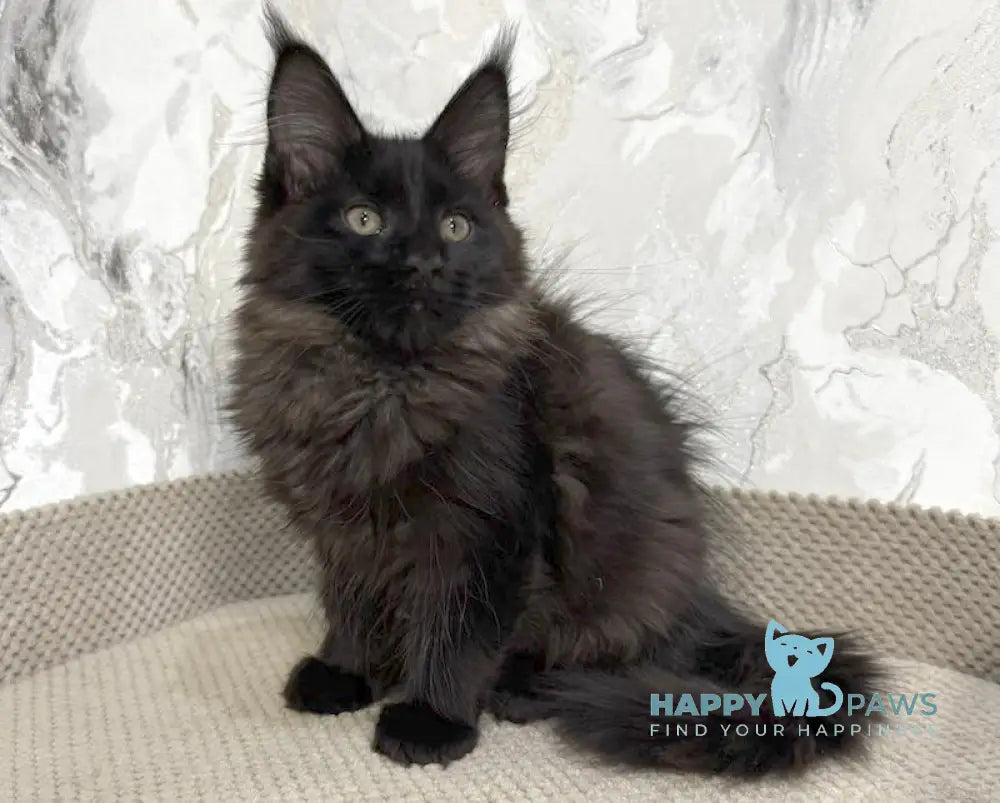 Roy Maine Coon male black live animals