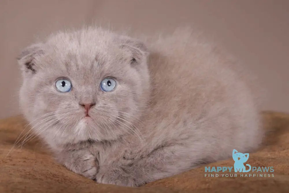 Royal Scottish Fold male lilac live animals