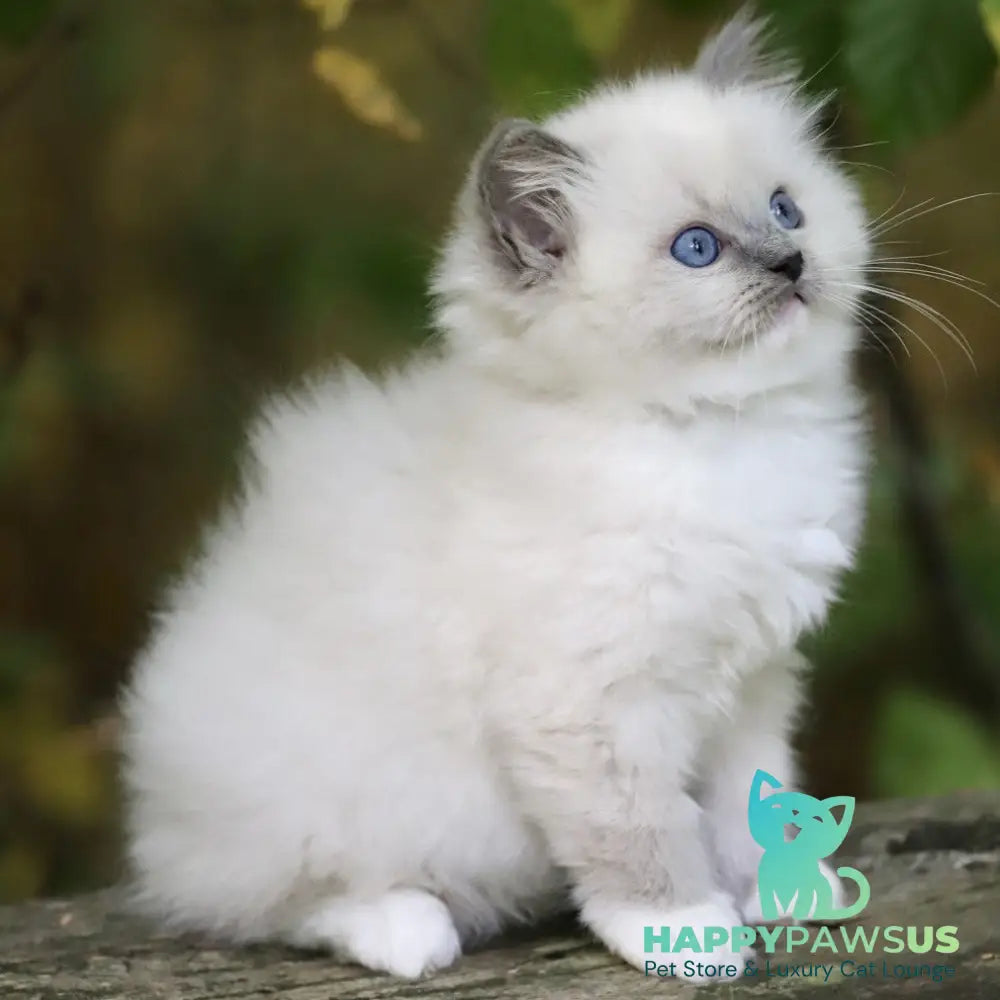 Royce Ragdoll male blue mitted - live animals