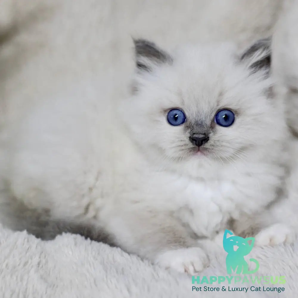 Royce Ragdoll male blue mitted - live animals