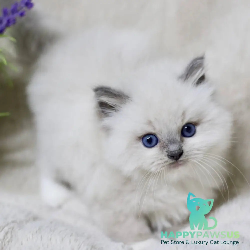 Royce Ragdoll male blue mitted - live animals