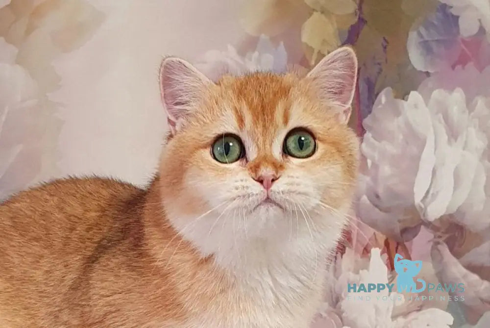 Roza British Shorthair female black golden shaded live animals