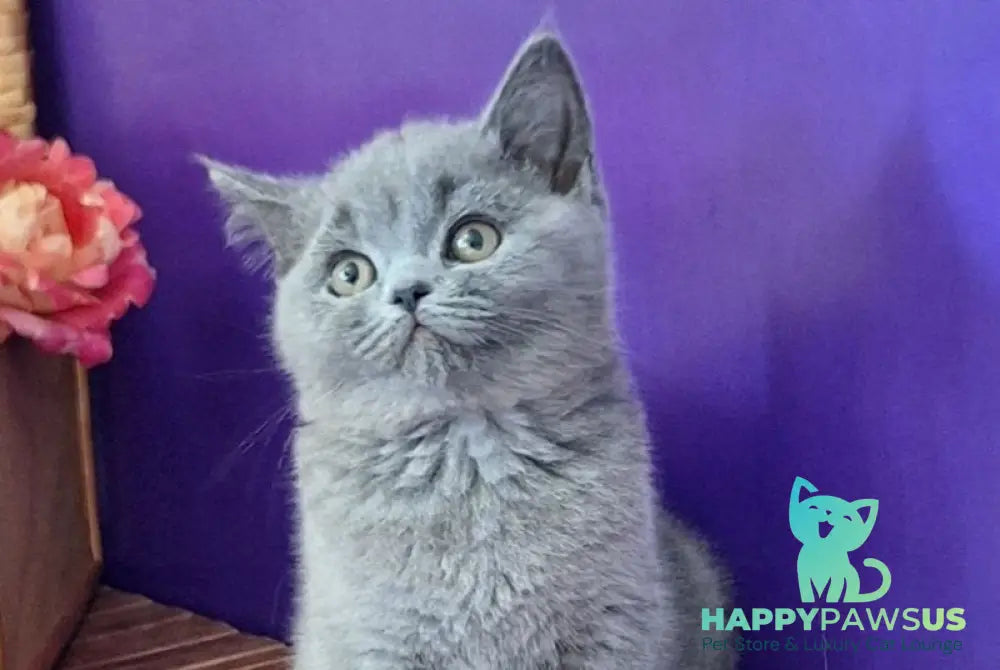 Roza British Shorthair female blue - live animals