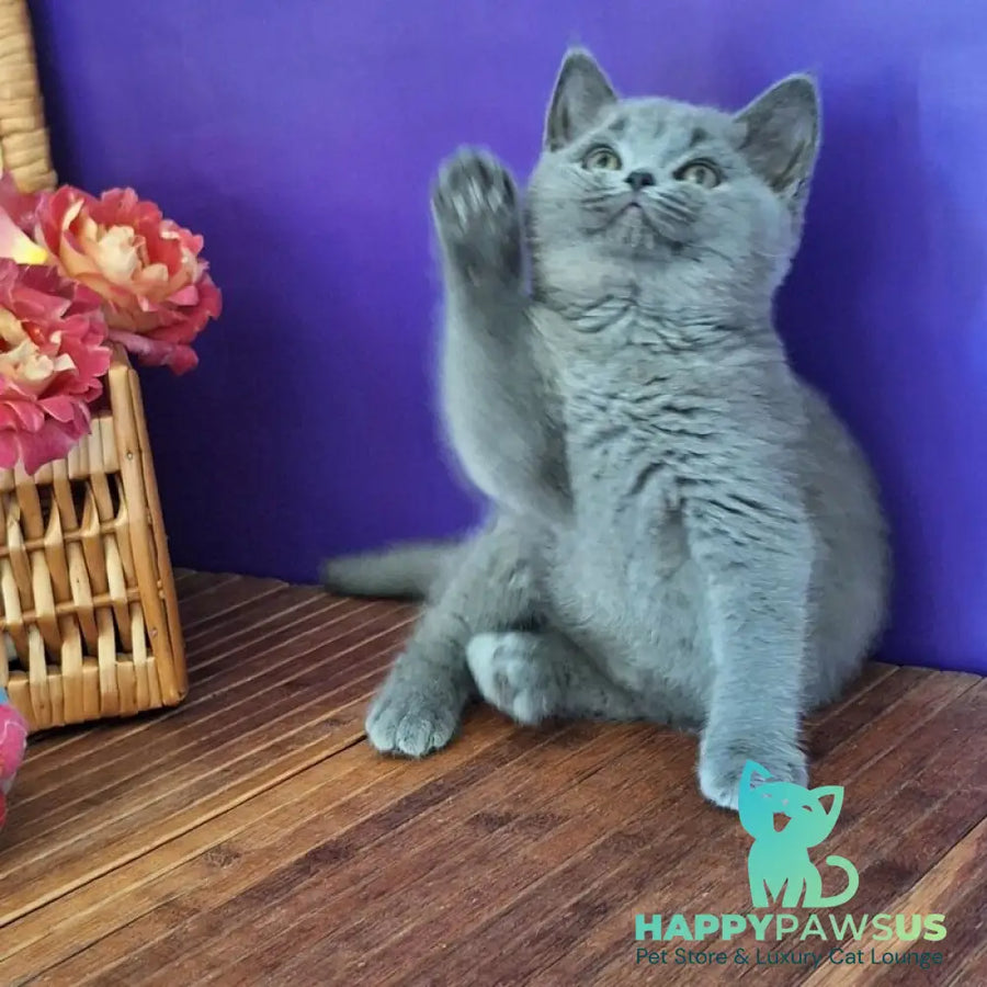 Roza British Shorthair female blue - live animals