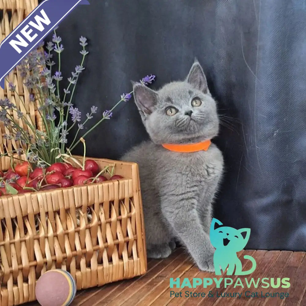 Roza British Shorthair female blue - live animals