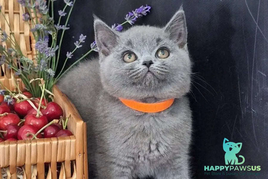 Roza British Shorthair female blue - live animals