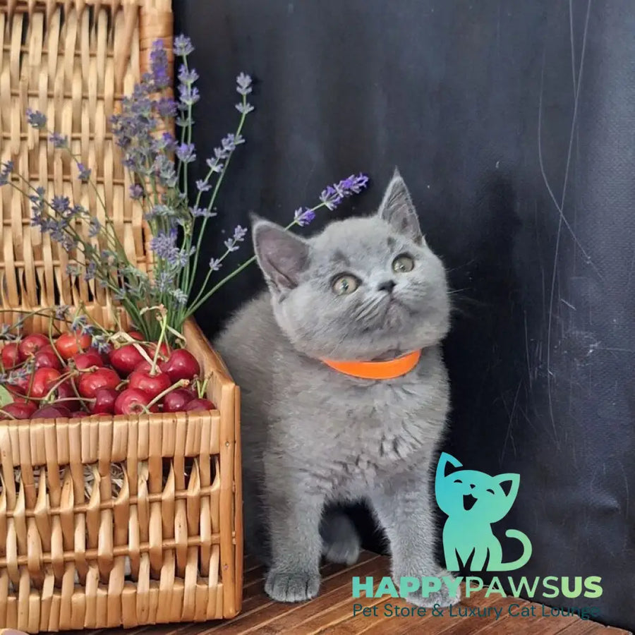 Roza British Shorthair female blue - live animals