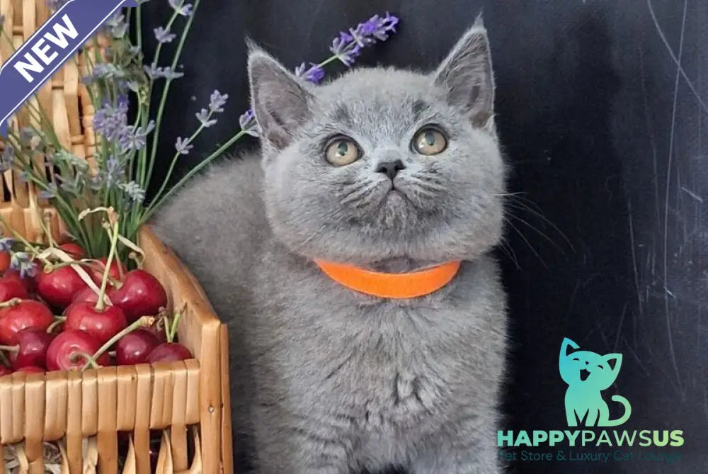 Roza British Shorthair female blue - live animals