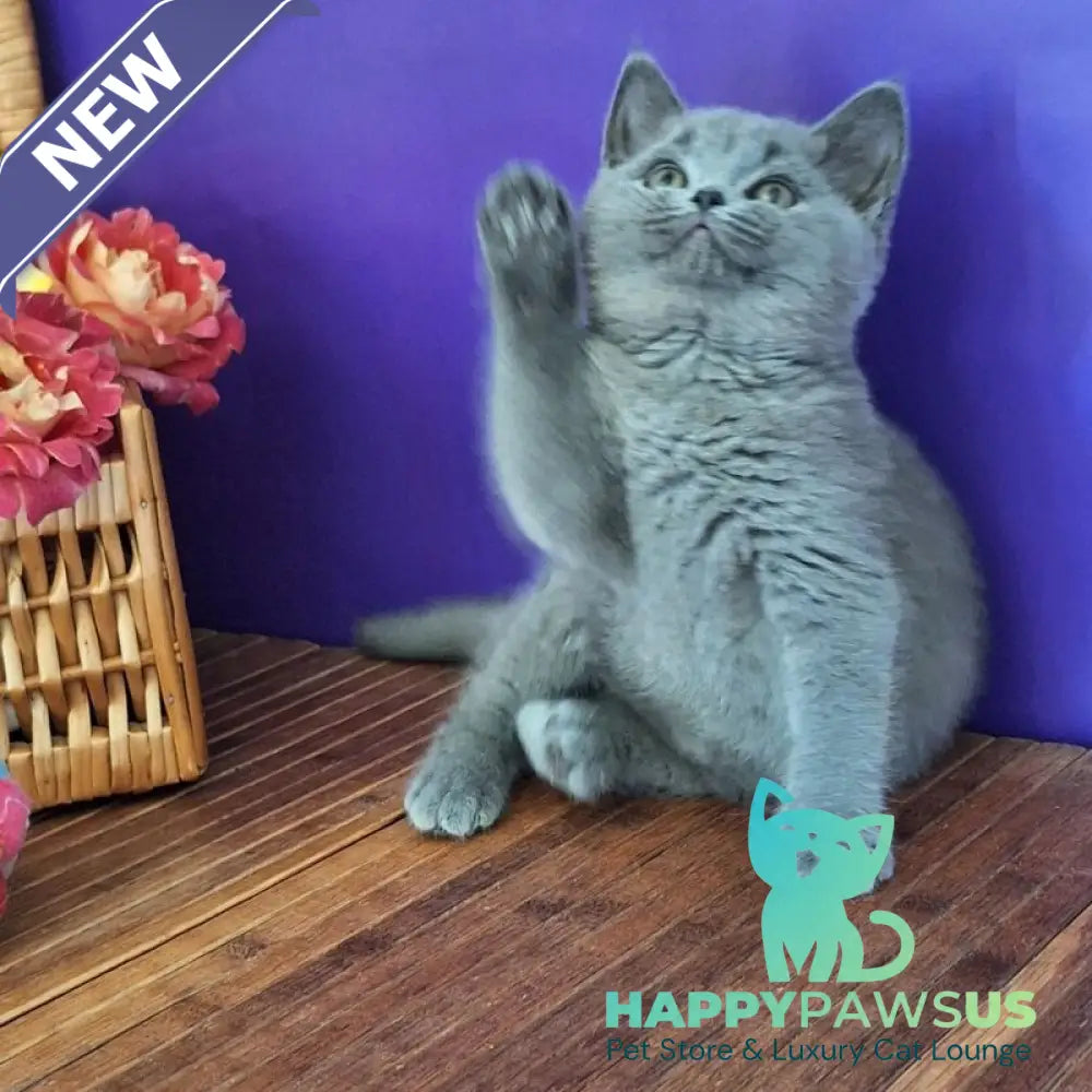 Roza British Shorthair female blue - live animals