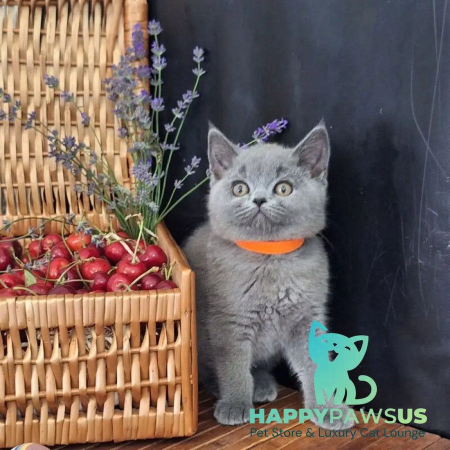 Roza British Shorthair female blue - live animals