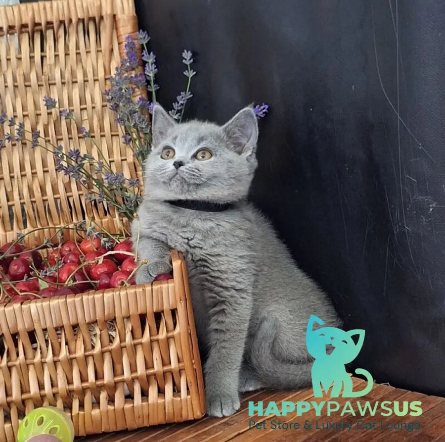Rozina British Shorthair female blue - live animals
