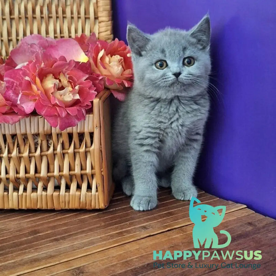 Rozina British Shorthair female blue - live animals