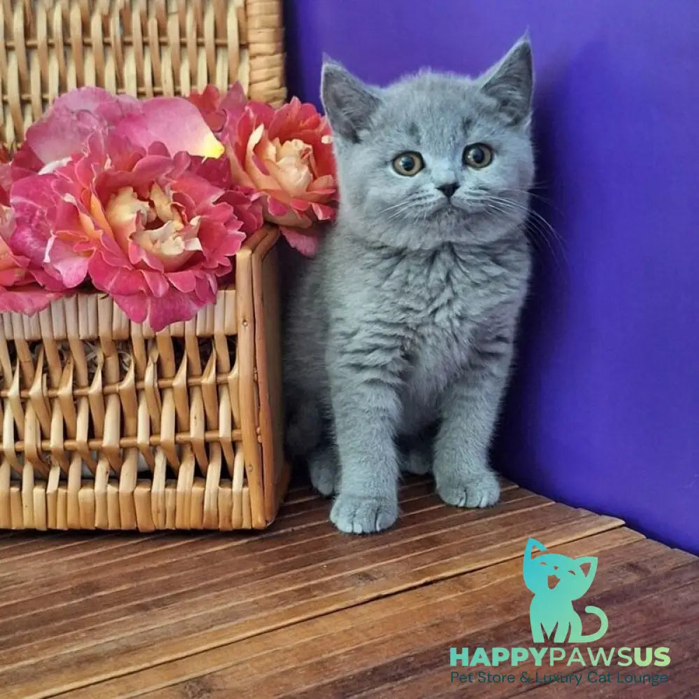 Rozina British Shorthair female blue - live animals