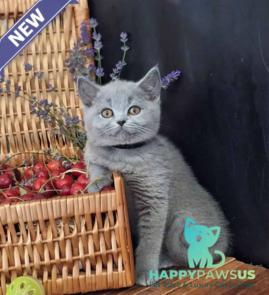 Rozina British Shorthair female blue - live animals